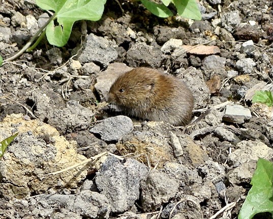 vole